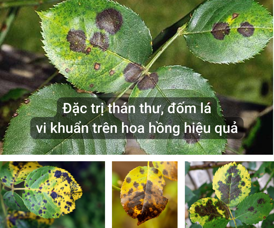 Dung dịch nano bạc diệt khuẩn Unitech | Nguyên chất Diệt sạch nấm bệnh, vi khuẩn hoa hồng, phong lan, sát khuẩn chuồng trại, xử lý nước ao nuôi