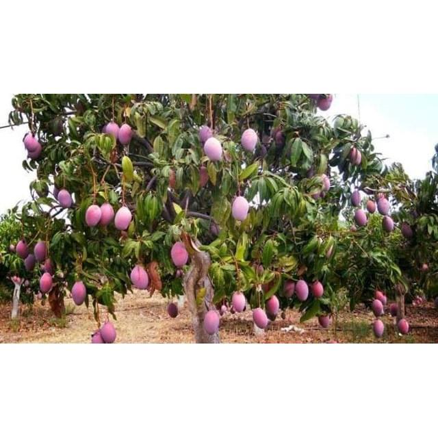 Sản phẩm CÂY XOÀI THÁI TÍM