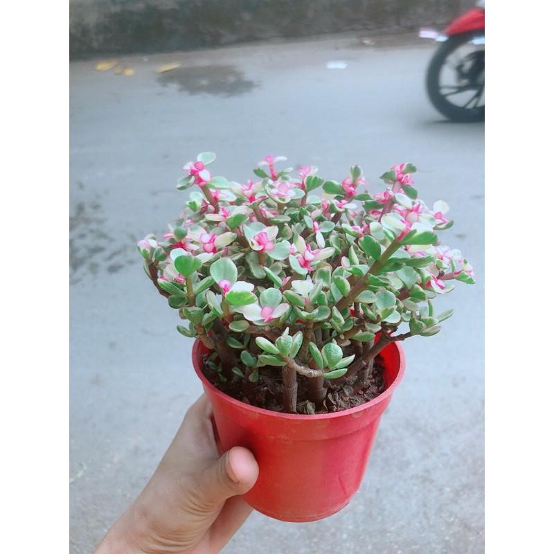 Cây Cành Vàng Lá Ngọc