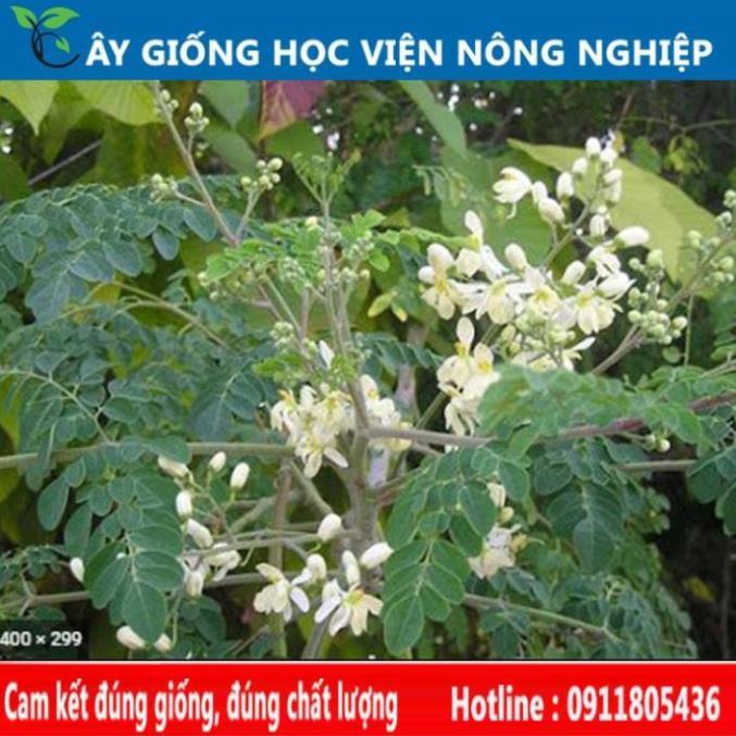 Sản phẩm Cây Ăn Trái cây chùm ngây cây rau quý có nhiều lợi ích cho sức khỏe
