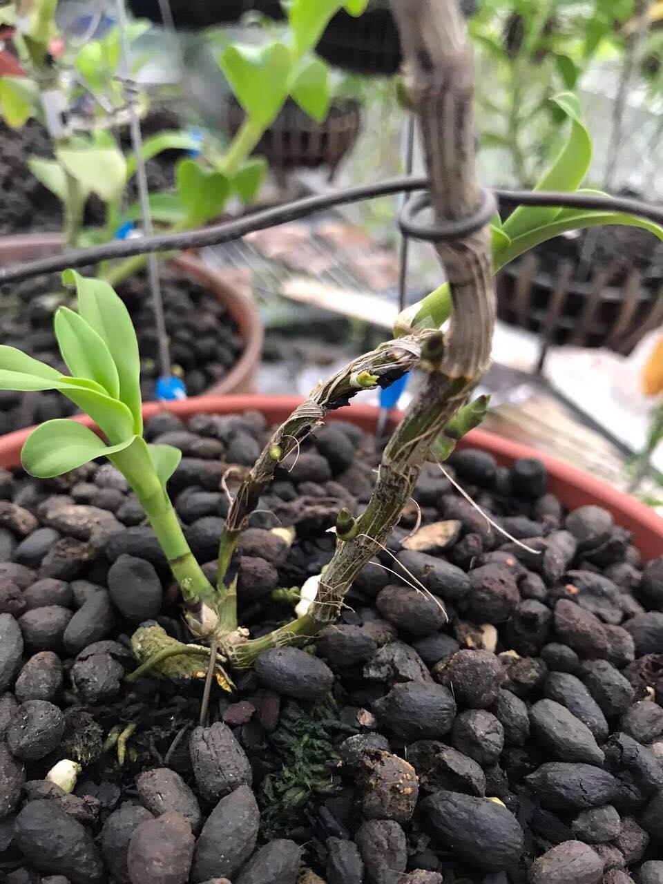 Phi điệp ĐỎ CÁNH MAI chuẩn giống cam kết chất lượng