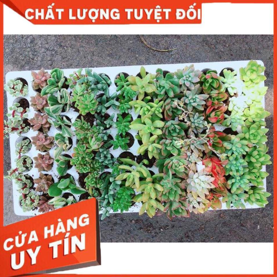 Combo 12 cây sen đá vỉ Nhiều Người Mua