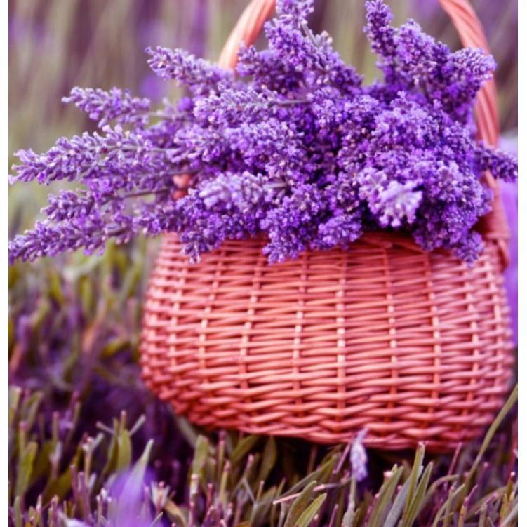 Hạt Giống Hoa Oải Hương tím ( Lavender) 100 hạt/gói