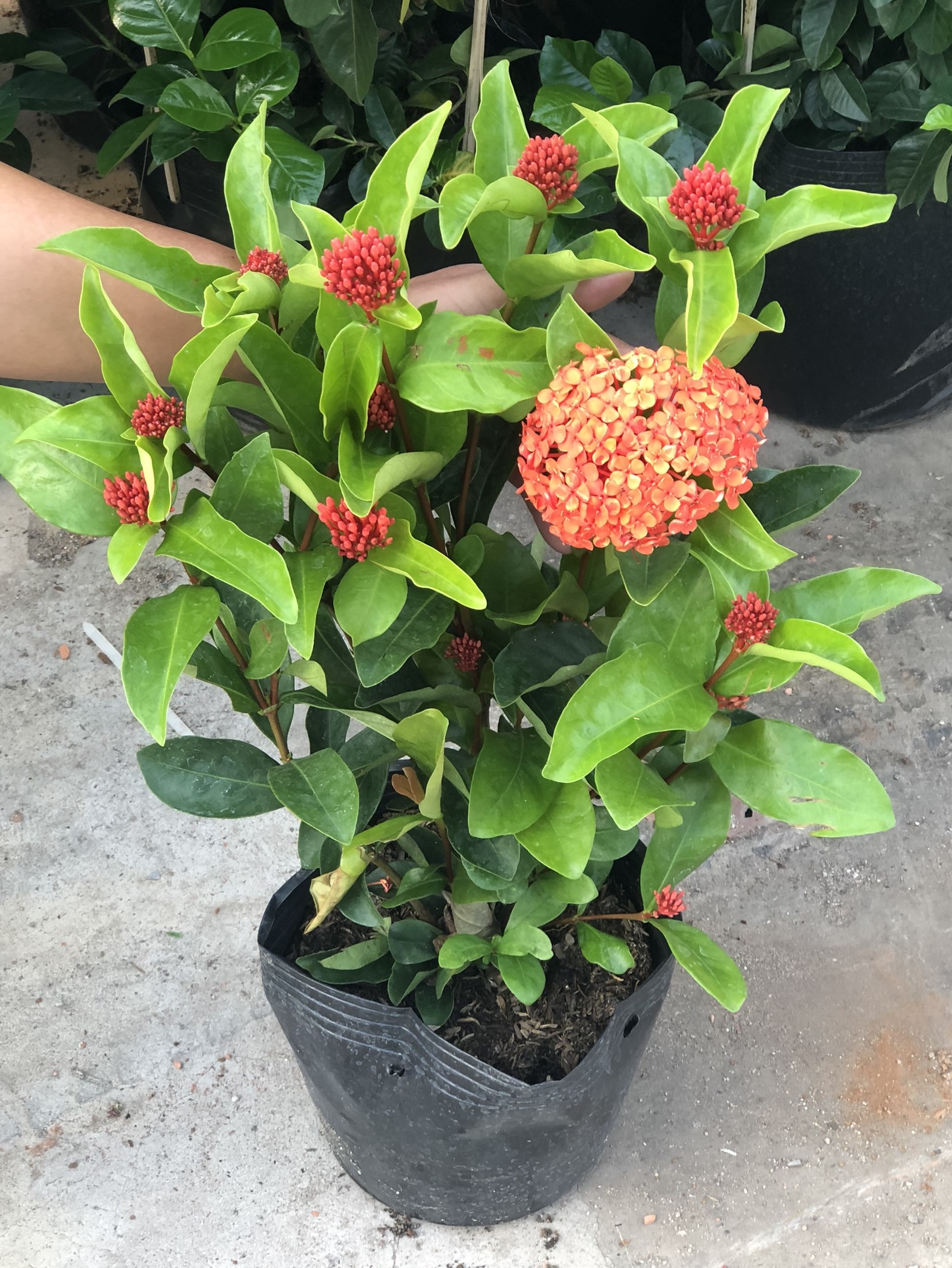 Cây hoa trang tàu dễ trồng nở hoa quanh năm