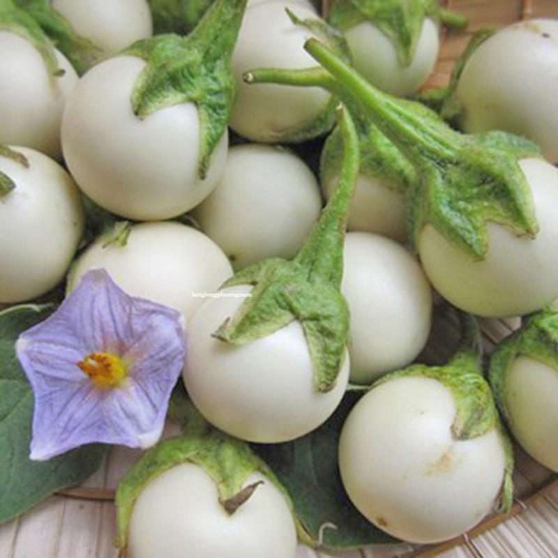 1GR - HẠT GIỐNG CÀ PHÁO TRẮNG