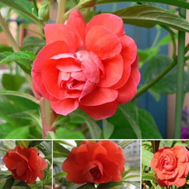 Combo 2 gói hạt giống hoa móng tay kép-gói 50 hạt/tặng kèm gói phân bón lót