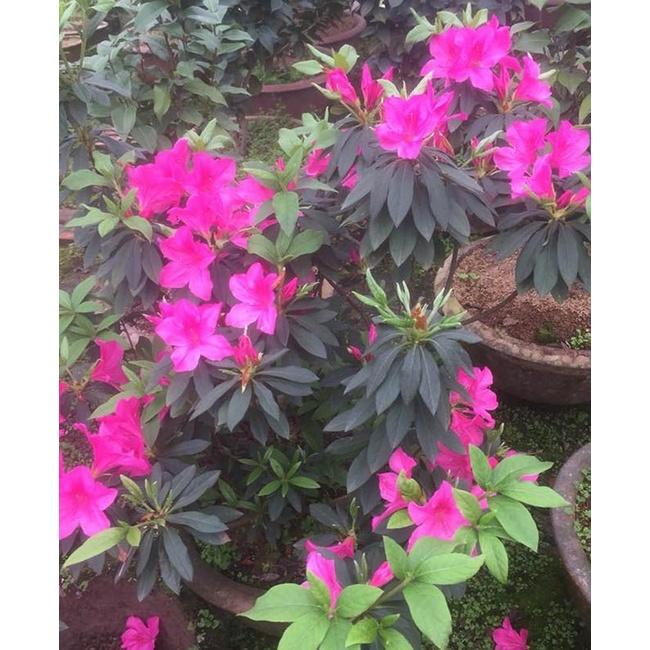 Cây giống hoa đỗ quyên lá to - cây to