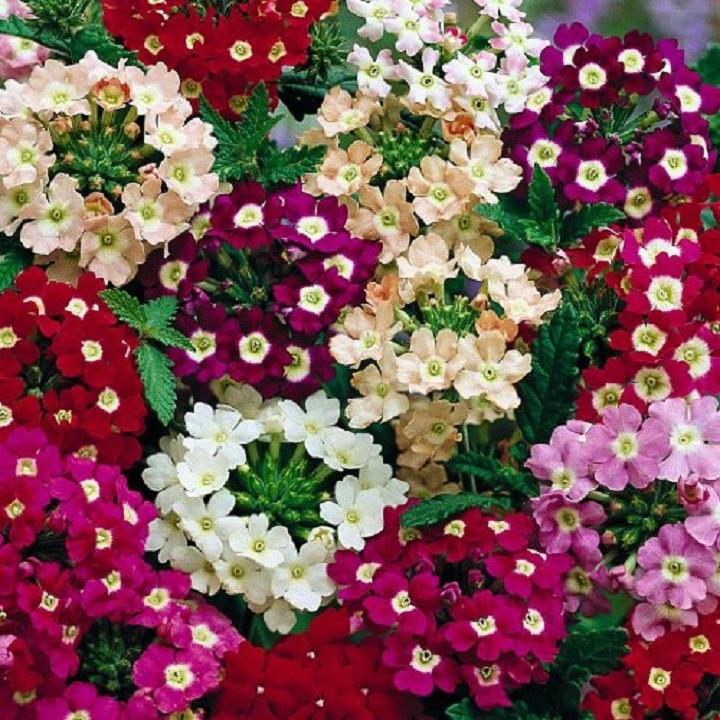 Hạt Giống Hoa Tổ Ong Nhiều Màu KNS3633 - Gói 50 hạt