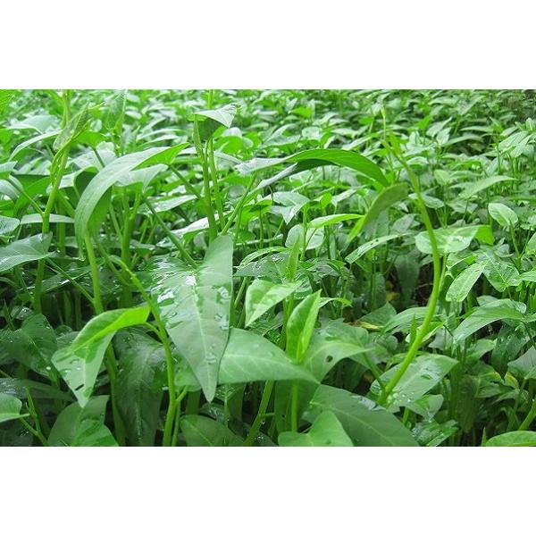 Hạt Giống Rau Muống Lá Lớn RADO Dễ Trồng, Sinh Trưởng Khỏe - Trồng Hạt Giống Rau Củ Quả, Rau Sạch Bằng Đất Sạch