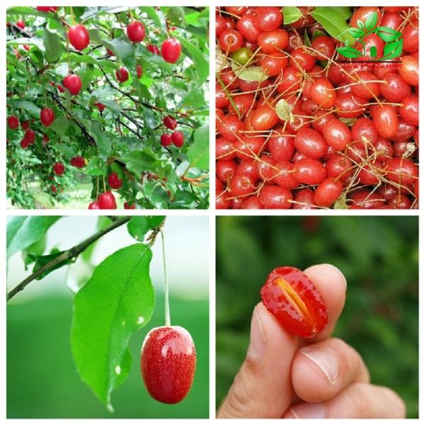 CÂY GIỐNG NHÓT NGỌT 1 năm tuổi. *