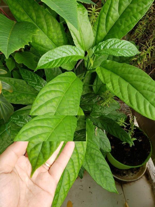 CÂY GIỐNG DẠ NGỌC MINH CHÂU - CÂY HOA NỞ CHÙM ĐẸP - TÀI LỘC CÔNG DANH