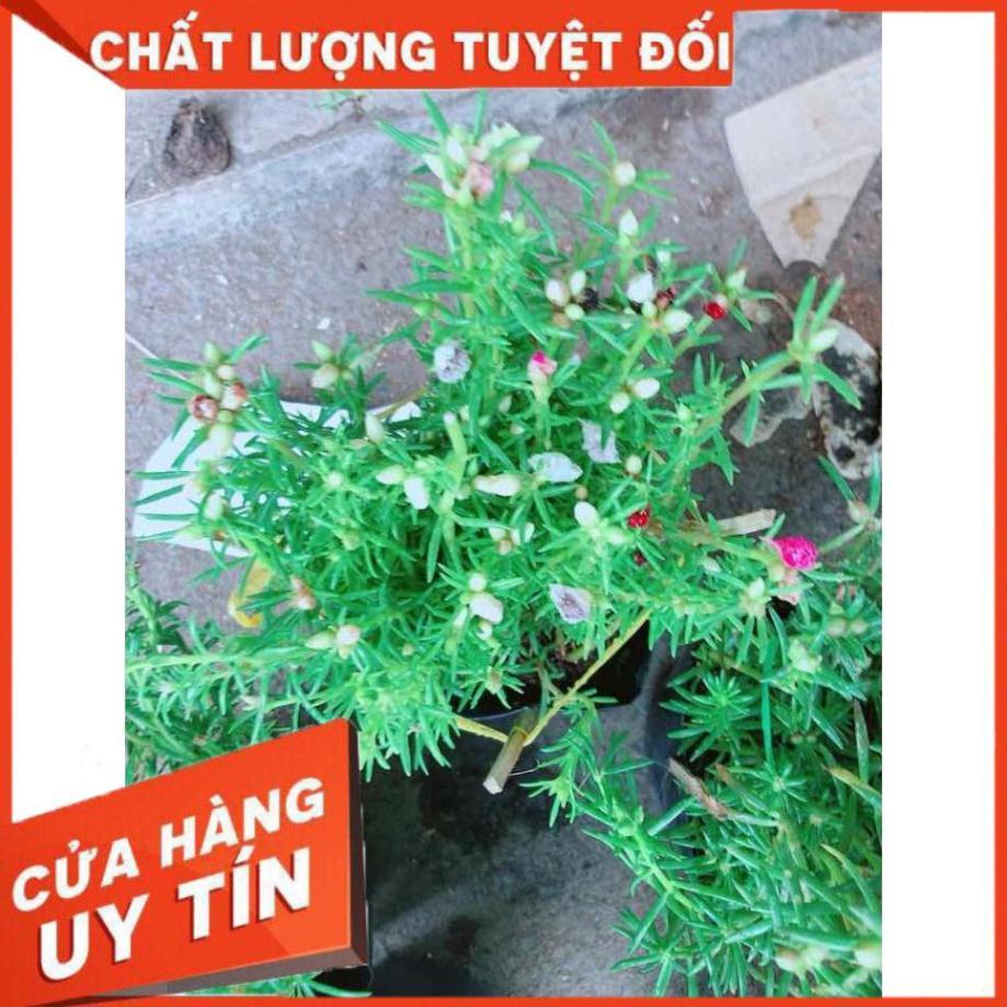 Hoa mười giờ mỹ Nhiều Người Mua