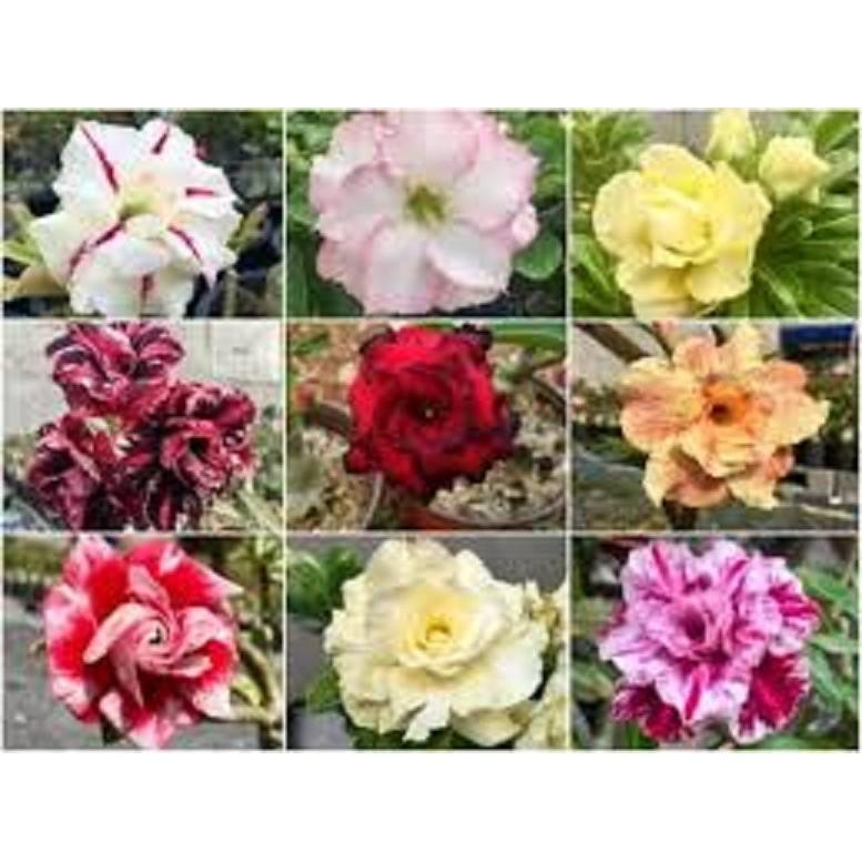 CÂY HOA SỨ KÉP " VÂN HUẾ 5" HOA CỰC ĐẸP CHUẨN GIỐNG