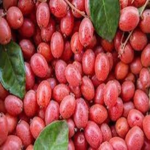 Cây nhót ngọt