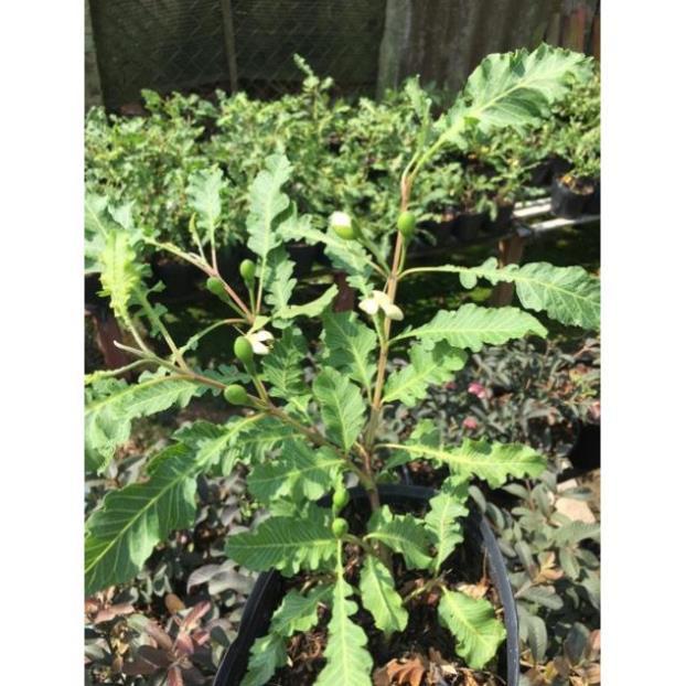 Cây ổi đuôi phụng ruột vàng