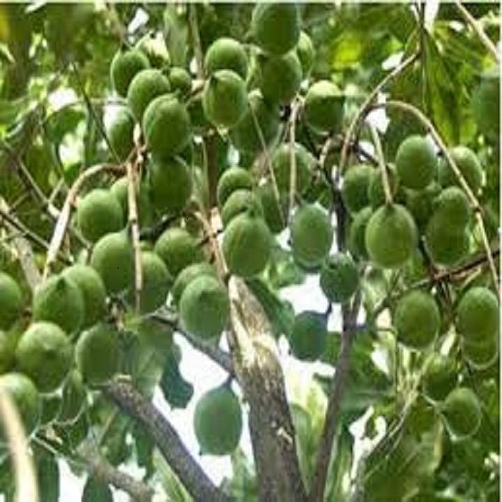 CÂY GIỐNG HẠT MACCA HÀNG GIEO HẠT