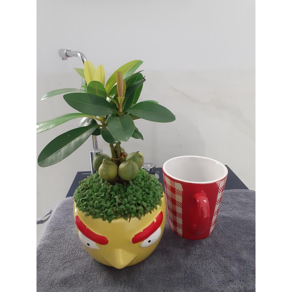 CHẬU MAY MẮN LỚN/CÂY MAY MẮN/MAY MẮN LỚN, 135K/CHẬU SỨ ĐẸP HÌNH NGỖ NGHĨNH