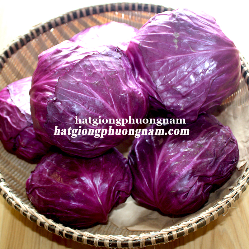 0,5 GR - HẠT GIỐNG BẮP CẢI TÍM