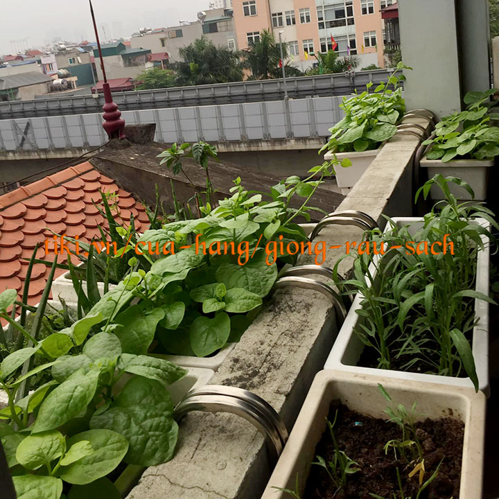 MÓC TREO CHẬU HOA THÔNG MINH CHO THÀNH TƯỜNG Tối Đa 15cm - Giá bán chưa gồm chậu