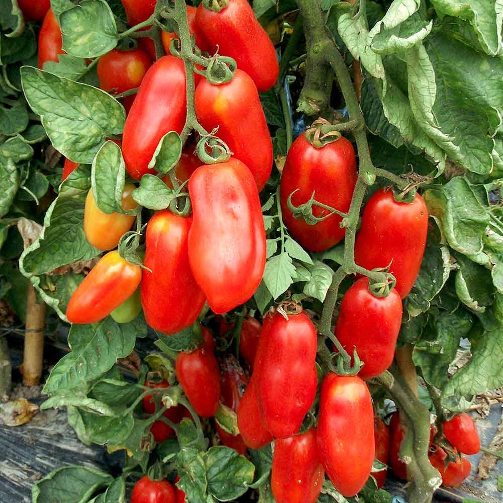 Hạt giống cà chua cherry trái dài San Marzano