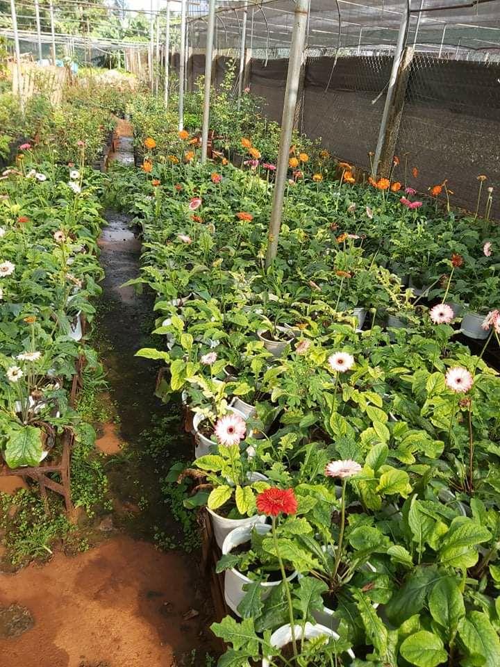 Hoa đồng tiền nguyên chậu đủ màu