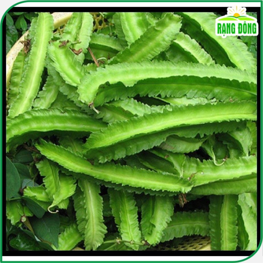 Hạt giống Đậu Rồng Cao Sản Sinh Trưởng Khỏe, Trồng Quanh Năm, Ra Trái Liên Tục - Hạt Giống Rạng Đông