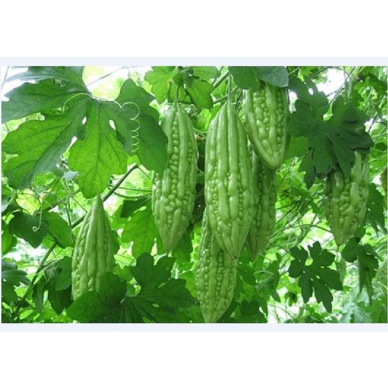 Combo 9 gói hạt giống cây ăn trái ngắn ngày - tặng 1 gói phân bón