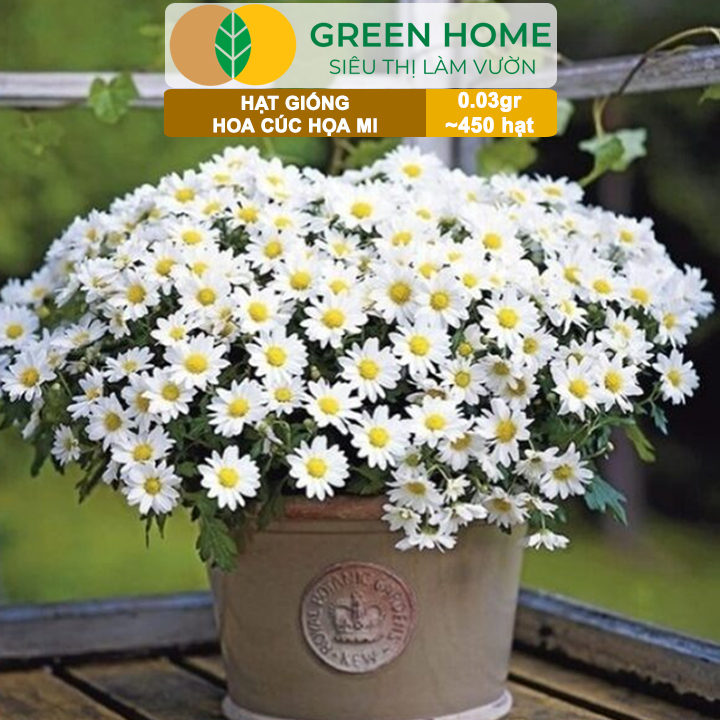 Hạt Giống Cúc Hoạ Mi Greenhome, Gói 0,03gr~450 hạt, Dễ Trồng Quanh Năm, Hoa Trắng, Nhuỵ Vàng H04