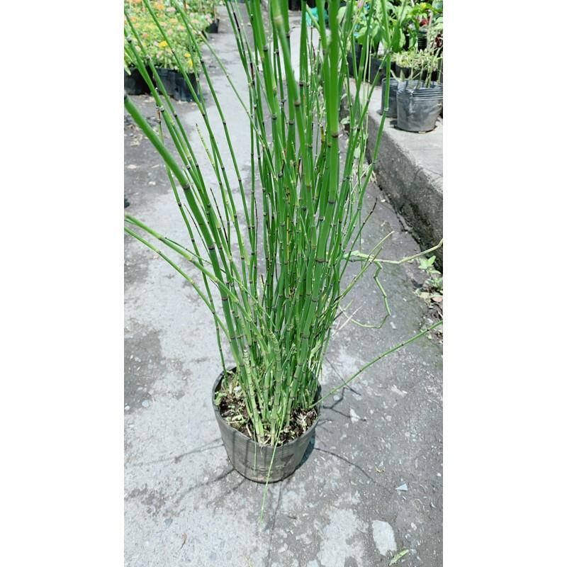 Cây Thuyền Trúc