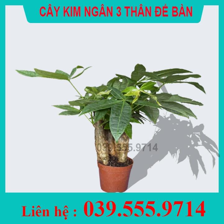 Cây Kim ngân 3 thân chậu nhựa (Kim Ngân tài lộc, cây Kim Ngân mini, cây phong thủy)