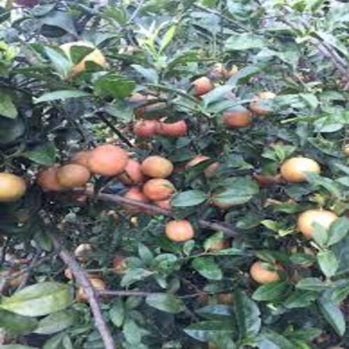 Combo 10 Cây giống chanh đào