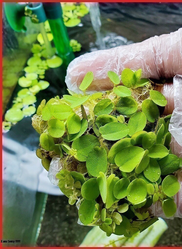 Bèo ong , bèo vẩy ốc, bèo tai chuột thủy sinh 5 cây