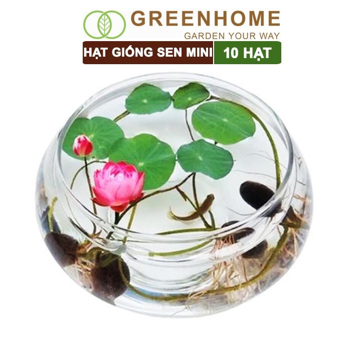 Hạt Giống Hoa Sen Mini Greenhome, Gói 10 Hạt, Nhiều Màu, Dễ Trồng, Nảy Mầm Tốt H01