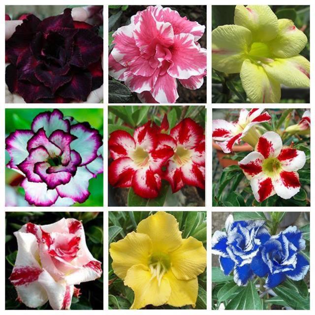 HẠT GIỐNG SỨ THÁI KÉP
