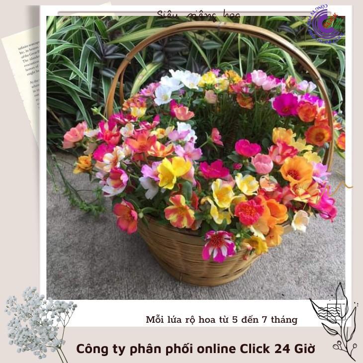 Hoa Sam Thái Nhiều Màu Hoa To Đẹp Cành Giống Hoa Mười Giờ Sam Theo Cân Hoa Mười Giờ Bonsai & Phụ Kiện