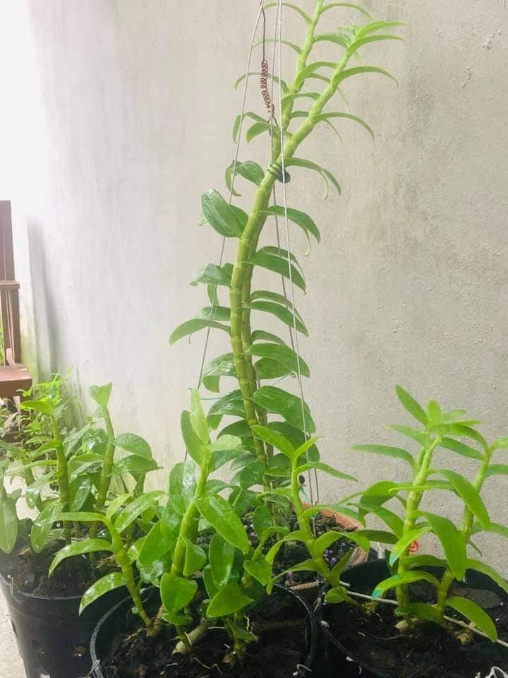 Phi điệp đột biến HỒNG Á HẬU UY TÍN CHẤT LƯỢNG