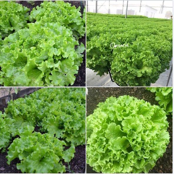 Hạt Giống Xà lách xoăn xanh dể trồng f1- gói 0,5gram-tặng kèm gói phân bón lót