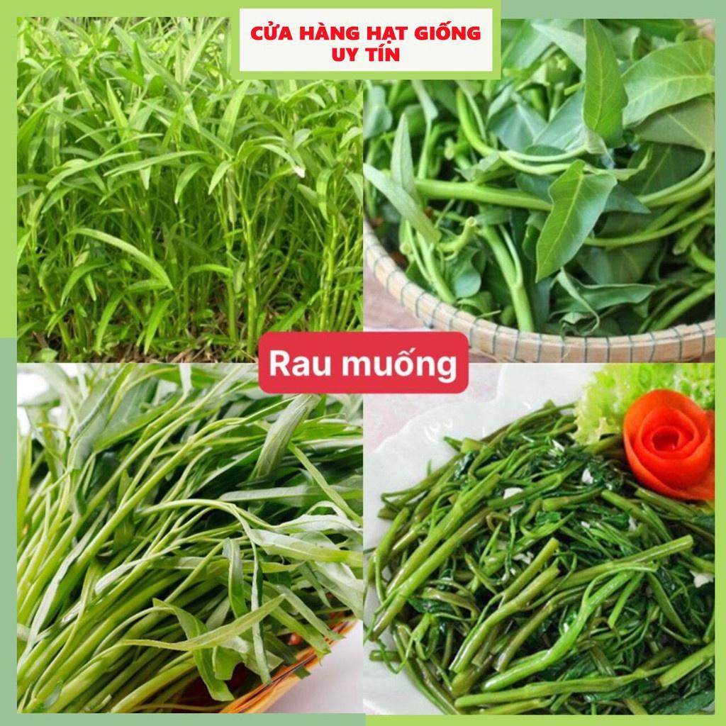 Hạt giống rau muống F1 loại dễ trồng năng suất cao kháng sâu bệnh