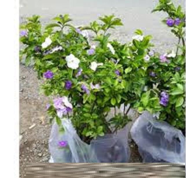 Bầu NHÀI NHẬT hoa tím đổi màu, chậu đẹp, cây lớn, to khỏe hoa thơm