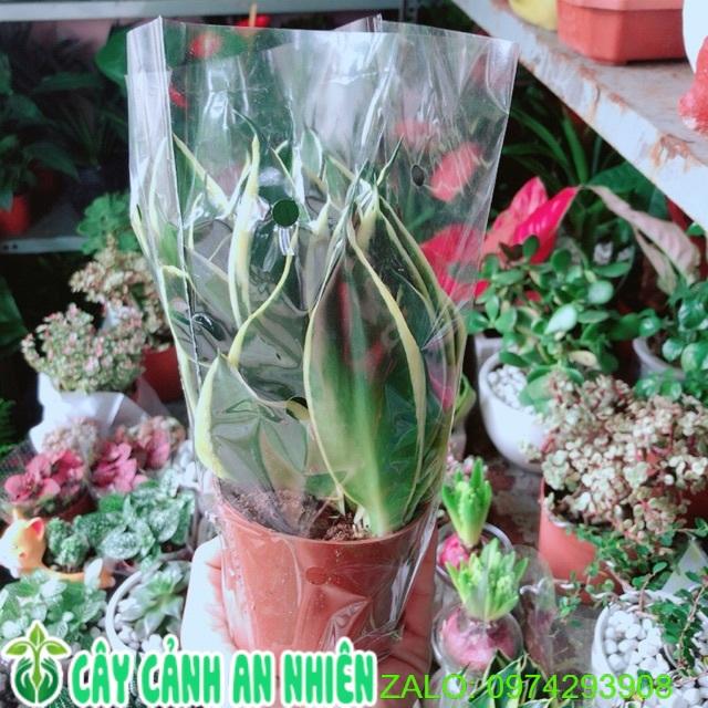 Lưỡi Hổ Thái Xanh Thái