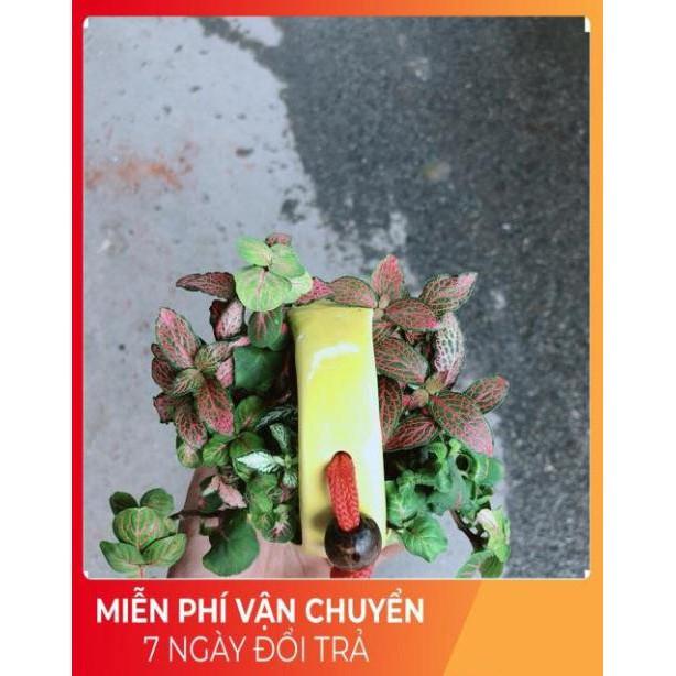 Chậu Cẩm Nhung