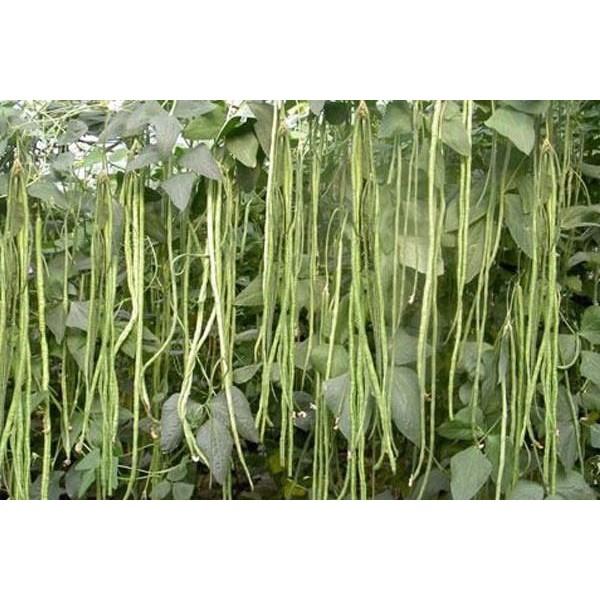 Hạt giống đậu đũa cao sản HMT154 Hai mũi tên đỏ