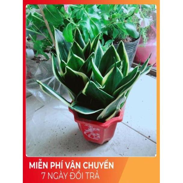 Chậu Lưỡi Hổ Thái Xanh