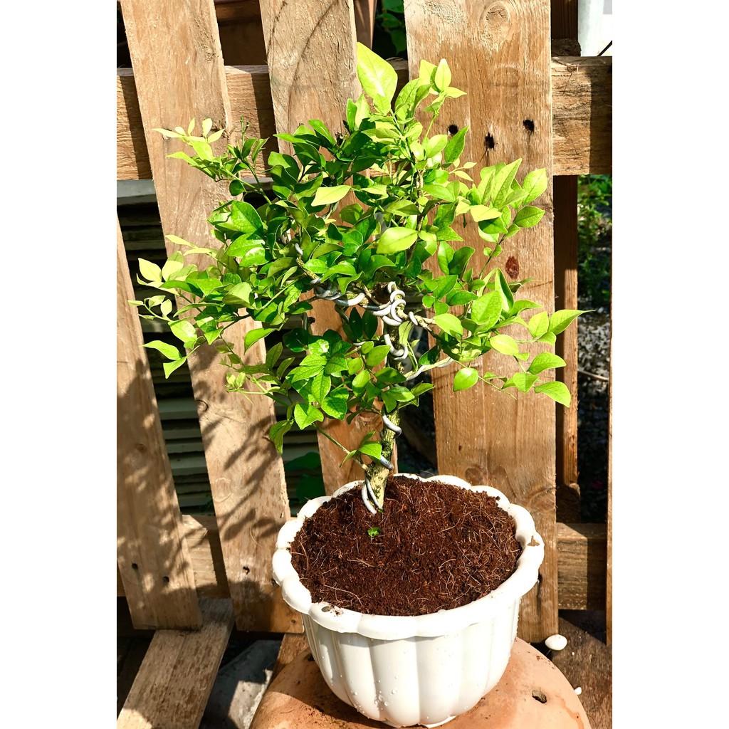 Chậu Bonsai cây Nguyệt Quế
