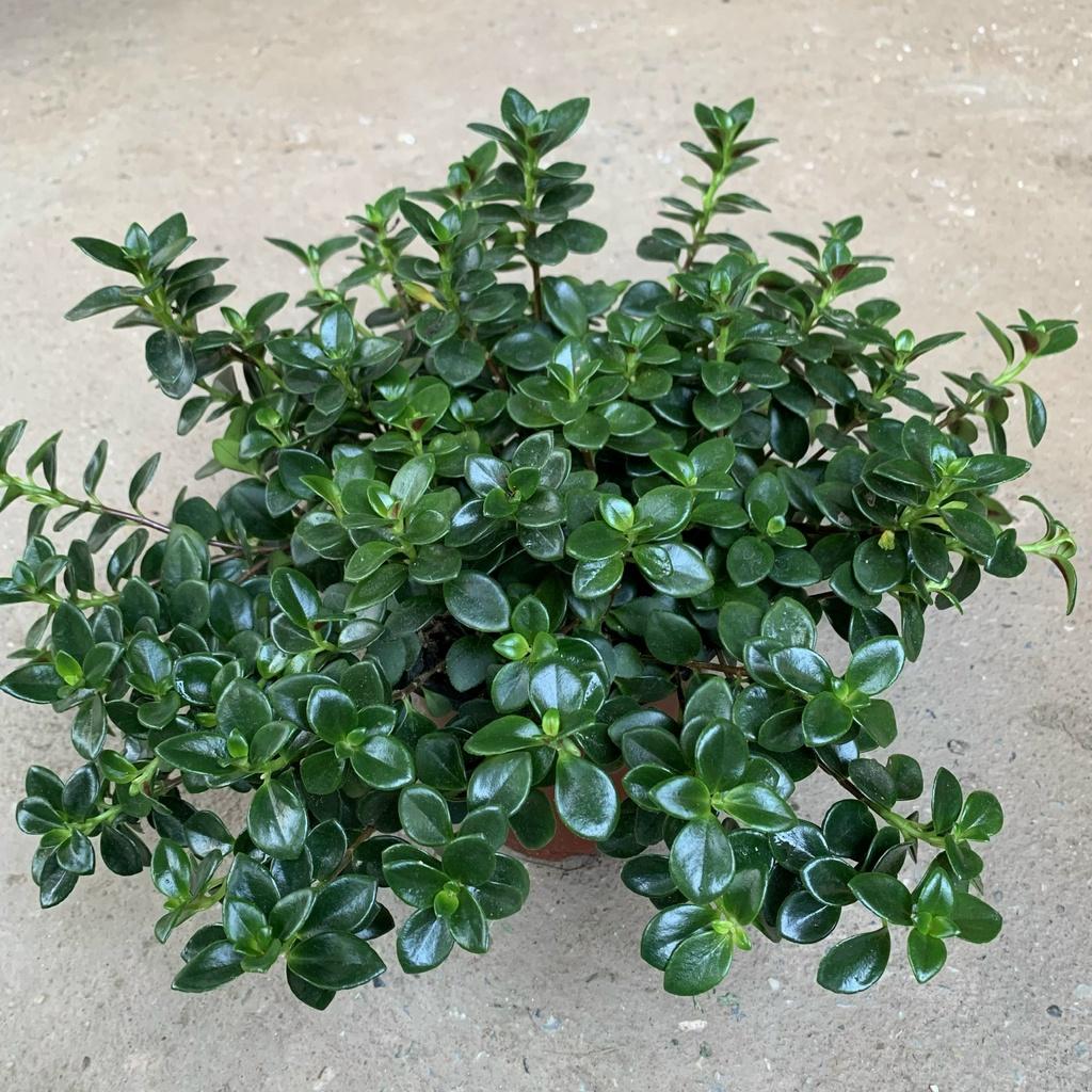 Cây cá vàng bán kính 25cm, cây cảnh phong thủy để bàn nội thất, bàn làm việc mang đến phú quý, tài lộc
