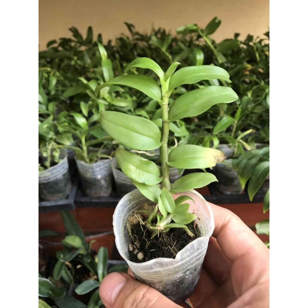 Phi điệp rồng lửa