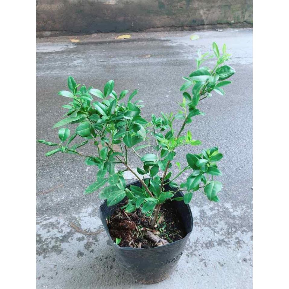 Cây Chanh Kép Cho Nhiều Trái Bán Chạy