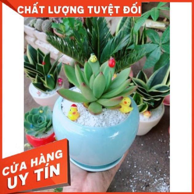 Chậu sen đá viền lửa