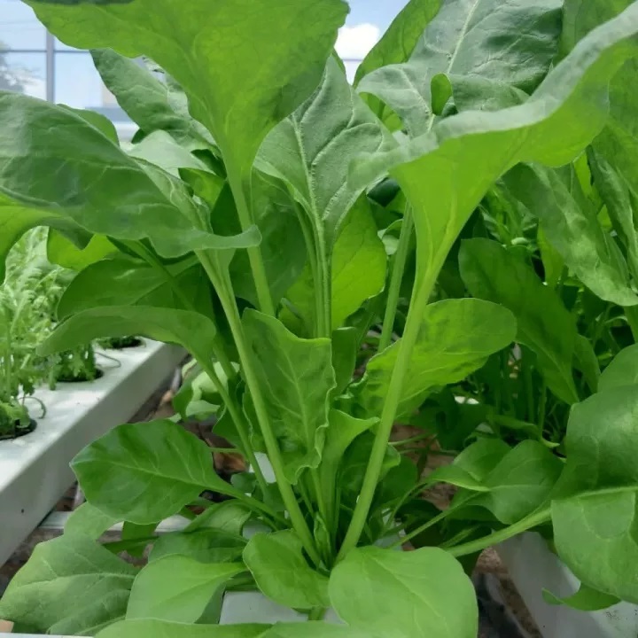 500g Phân Hữu Cơ Vi Sinh Voi Xanh MTX- Nguyên Liệu Từ Phân Bò Khô, Chuyên Dùng Bón Cho Rau Sạch, Cho Hoa, Cây Cảnh