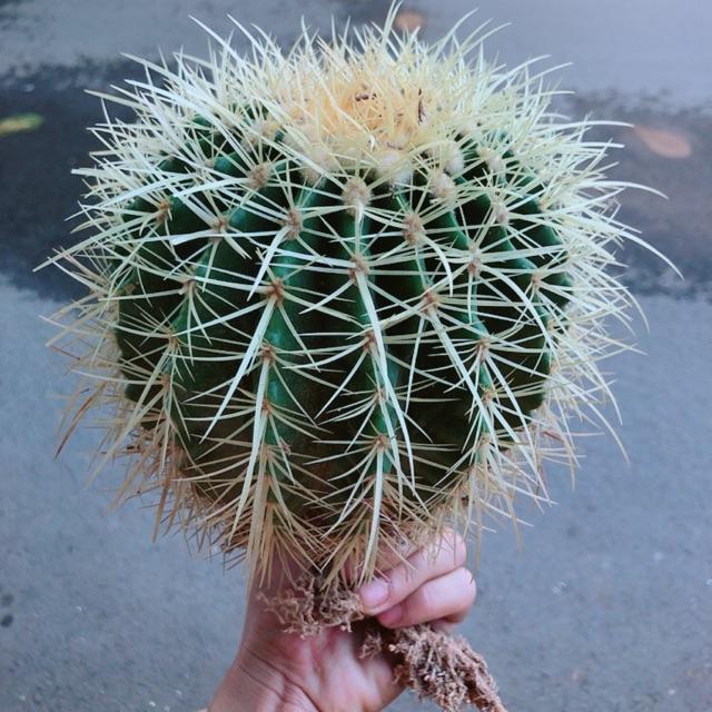 Xương Rồng Kim Hổ Lớn